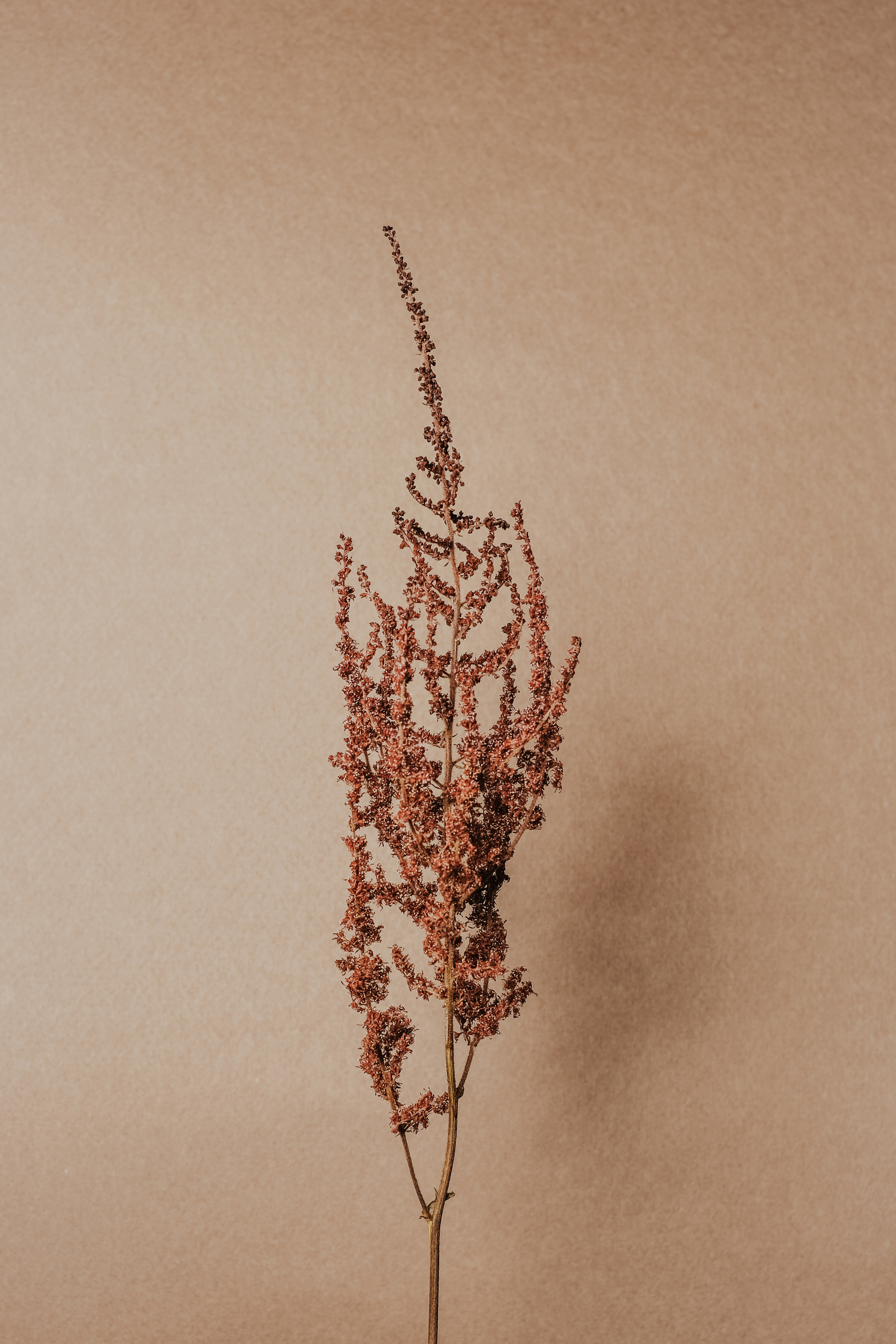 Still Life of Red Wildflowers